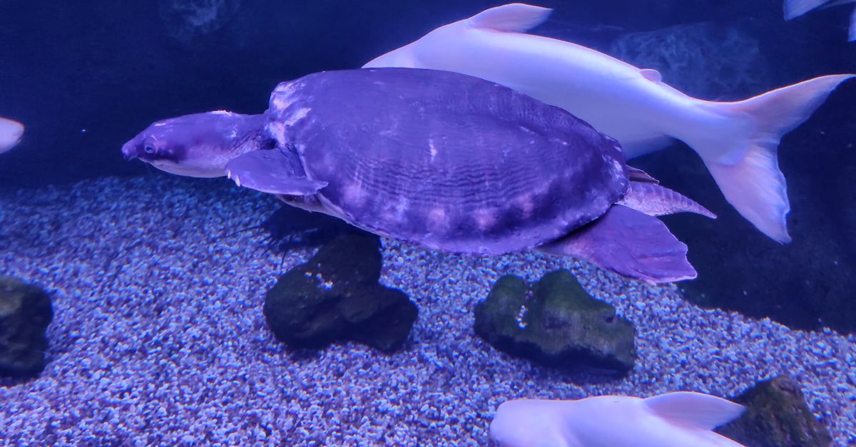 Fish Mixed Turtle Fish and Turtle in Aquarium Free Stock Video Footage, Royalty-Free 4K ...
