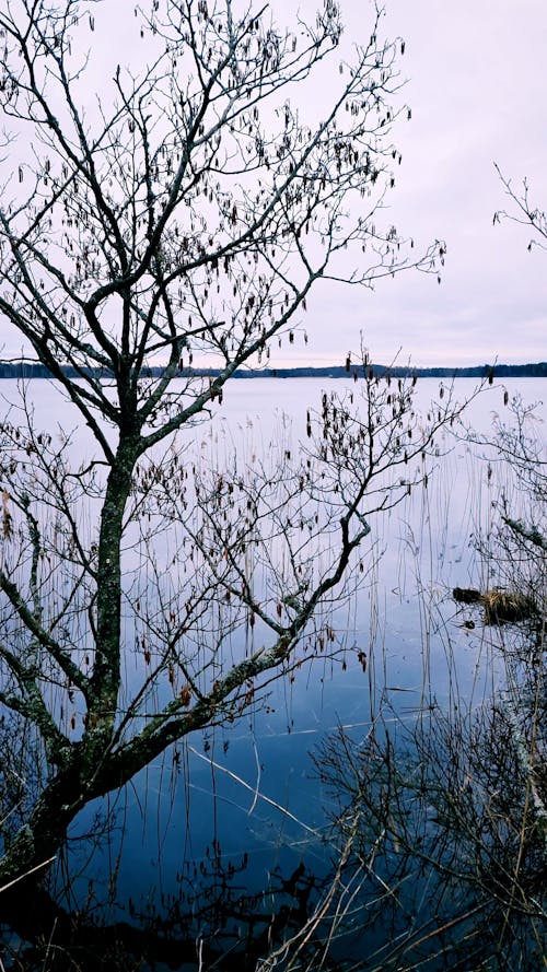 A Bare Tree by a Body of Water