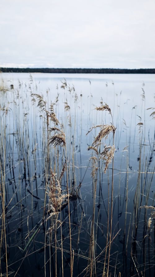 Swaying Reeds on a Lakeshore 