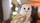 barn owl