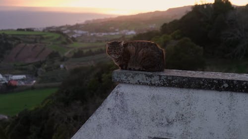 Cat on Wall with Fields and Trees in Background