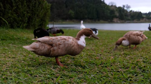 Ducks on Grass