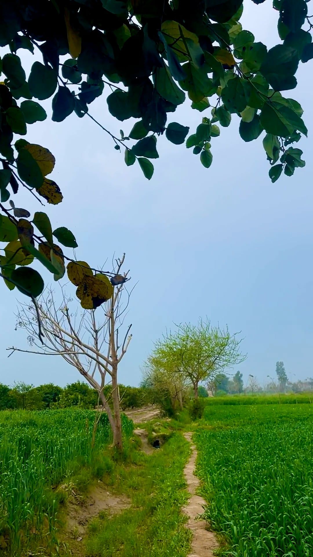 Nature 74 Photos & Videos Collected by Kashif Shah