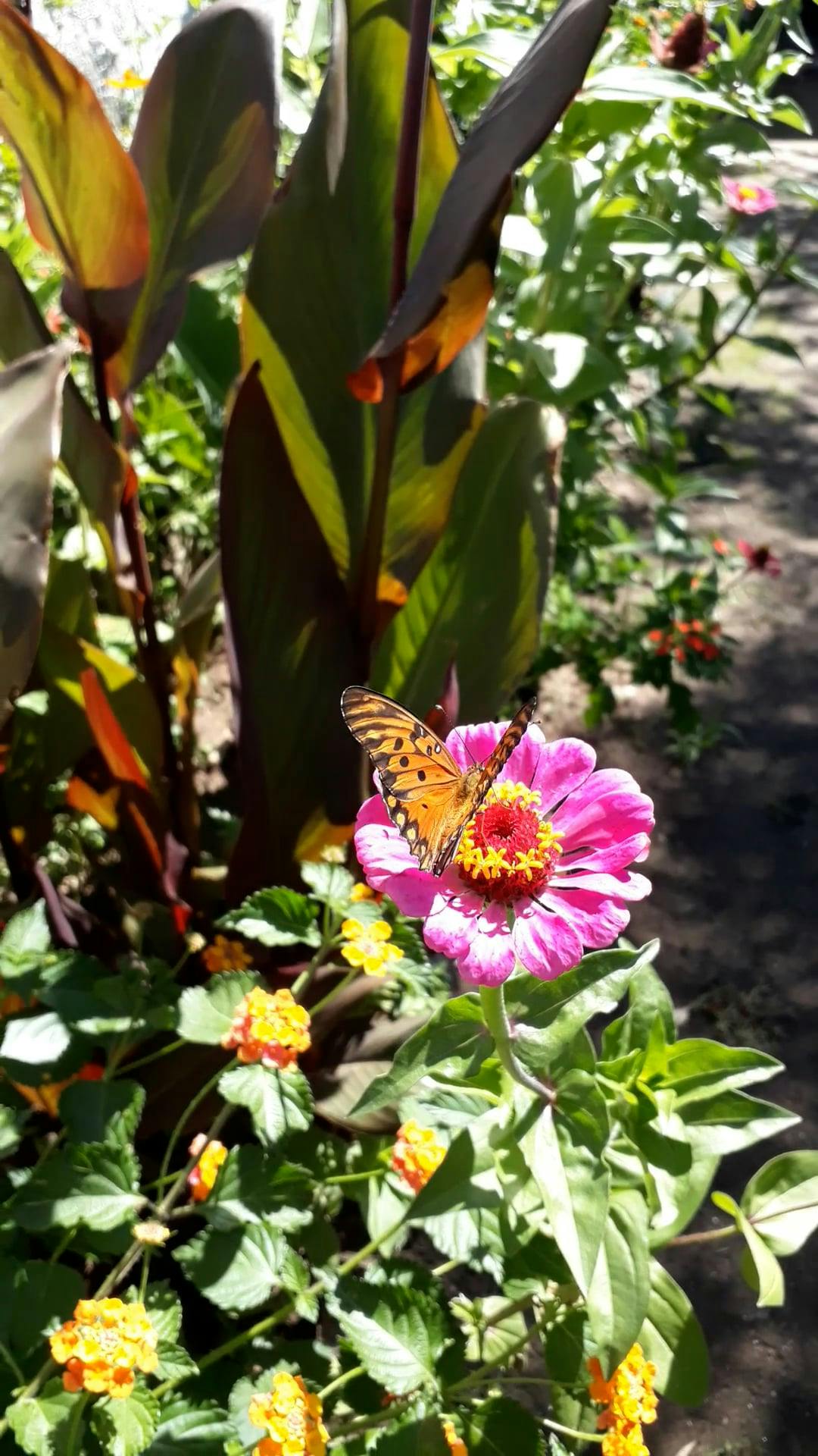 A Butterfly Pollinate on Flower Free Stock Video Footage, RoyaltyFree