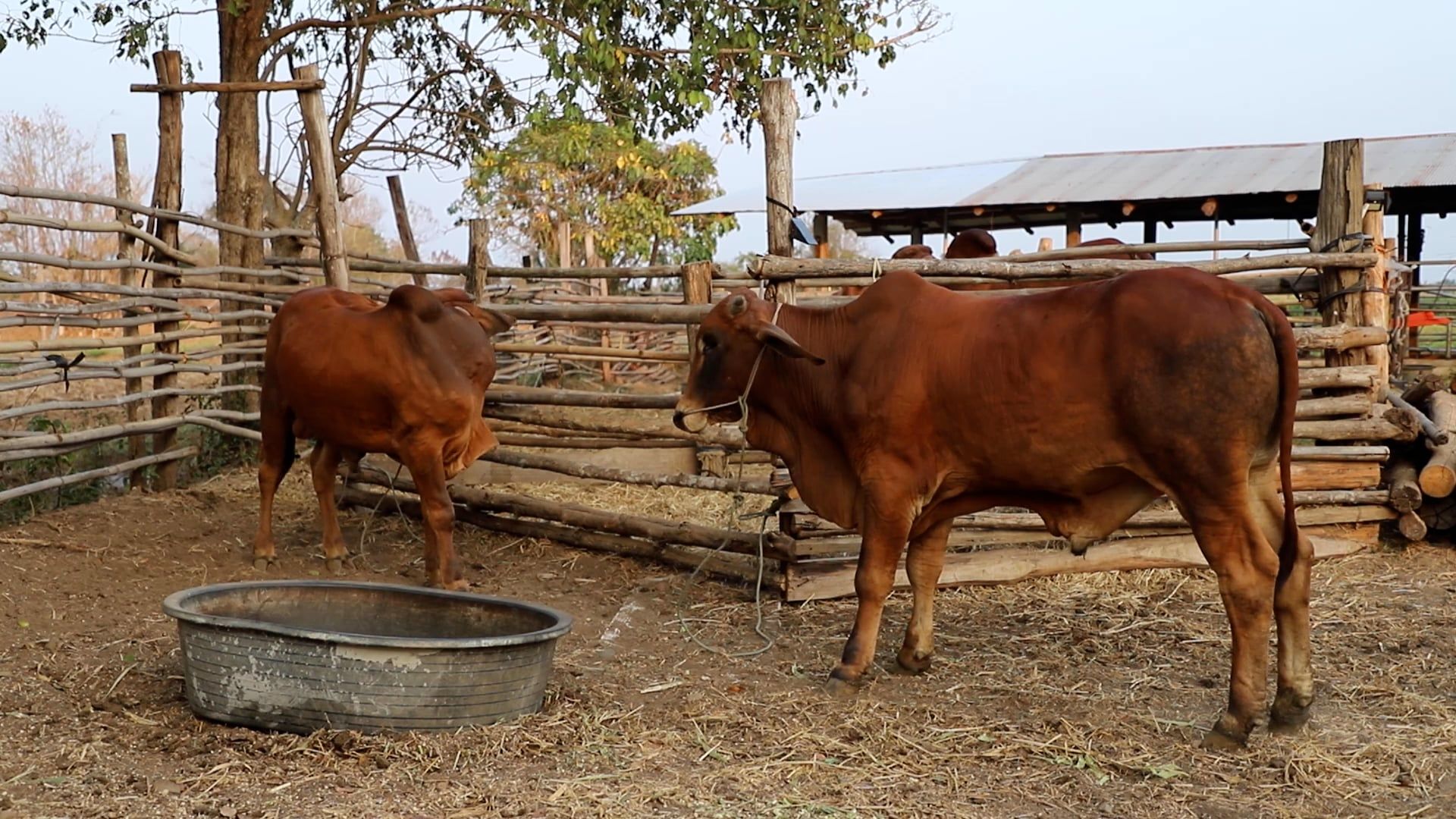 Livestock Animals on Farm · Free Stock Video