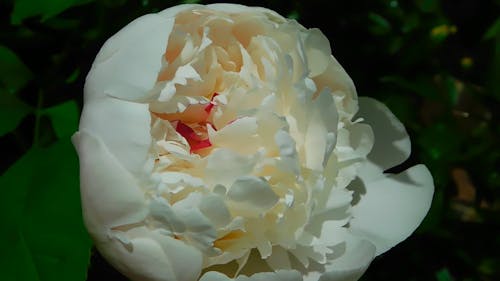 Close Up Strzał Z Białego Kwiatu