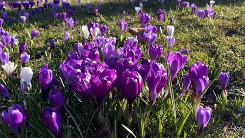 Crocus Flowers in Bloom