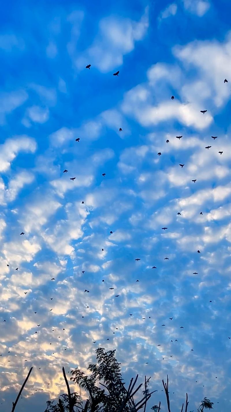 Fly Video Birds Flying in Slow Motion Free Stock Video Footage, Royalty-Free 4K ...