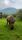 animals video