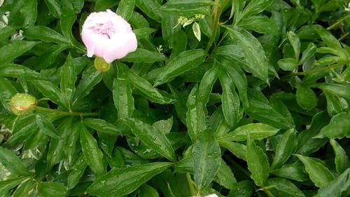 Video Of Flowers While Raining