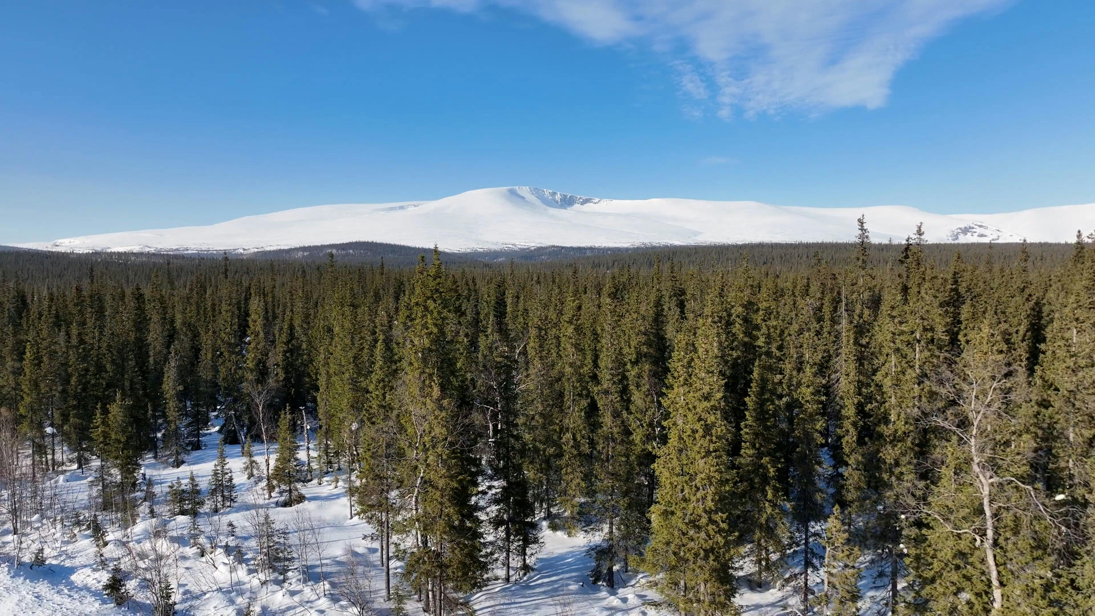 Video by Serg Alesenko