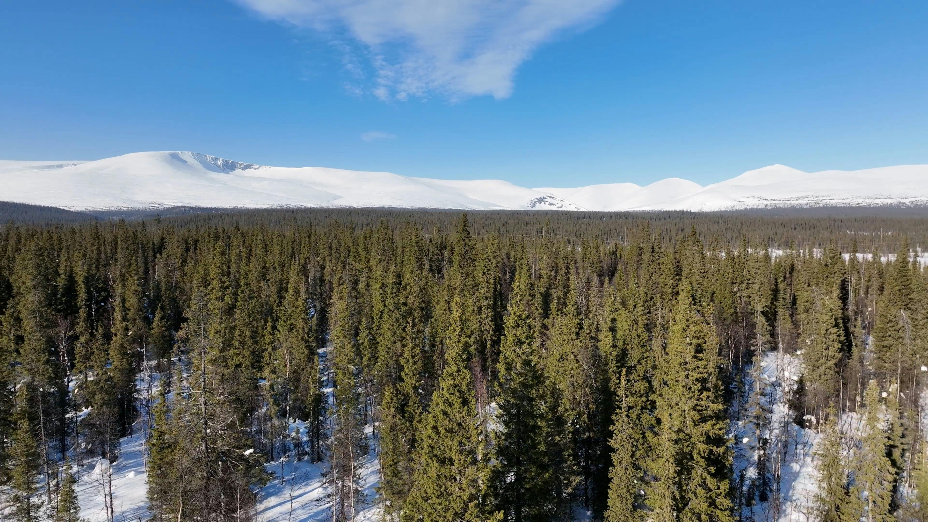 Video by Serg Alesenko