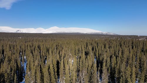 Drone Footage of a Forest and Snowy Mountains 