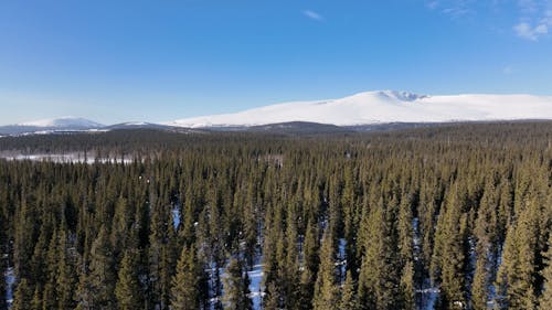 Evergreen Trees in Forest