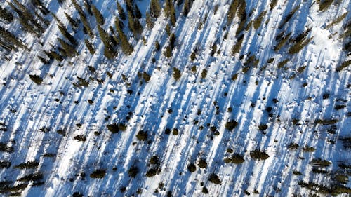 Aerial View of a Coniferous Forest in a Snowy Landscape 