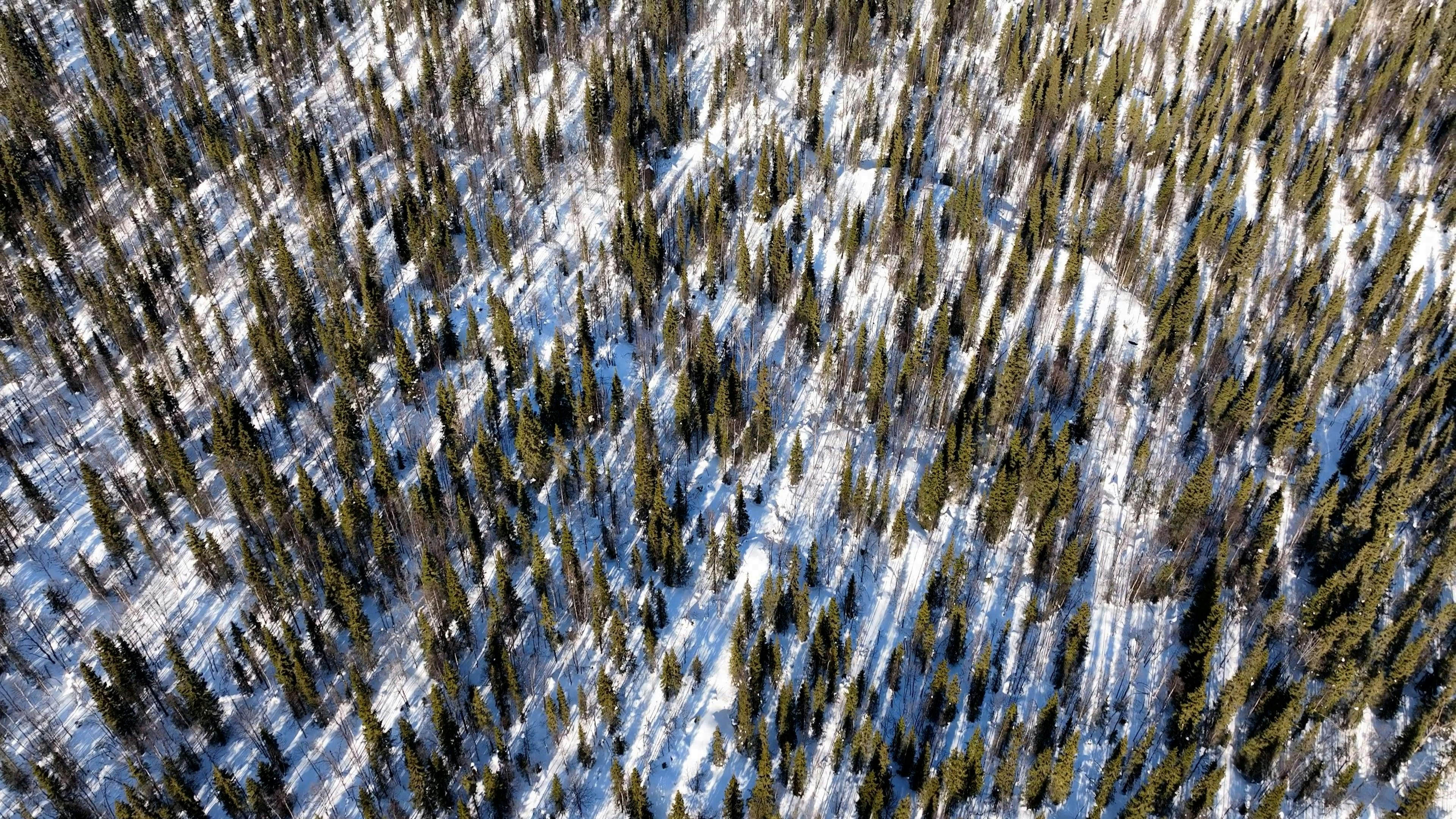 Video by Serg Alesenko