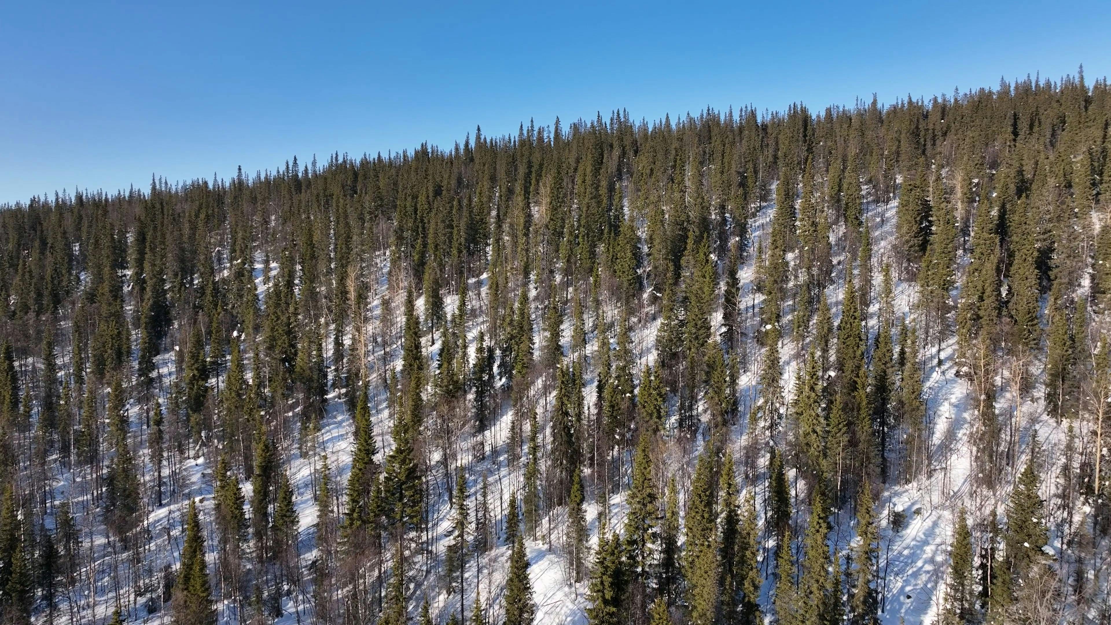 Video by Serg Alesenko