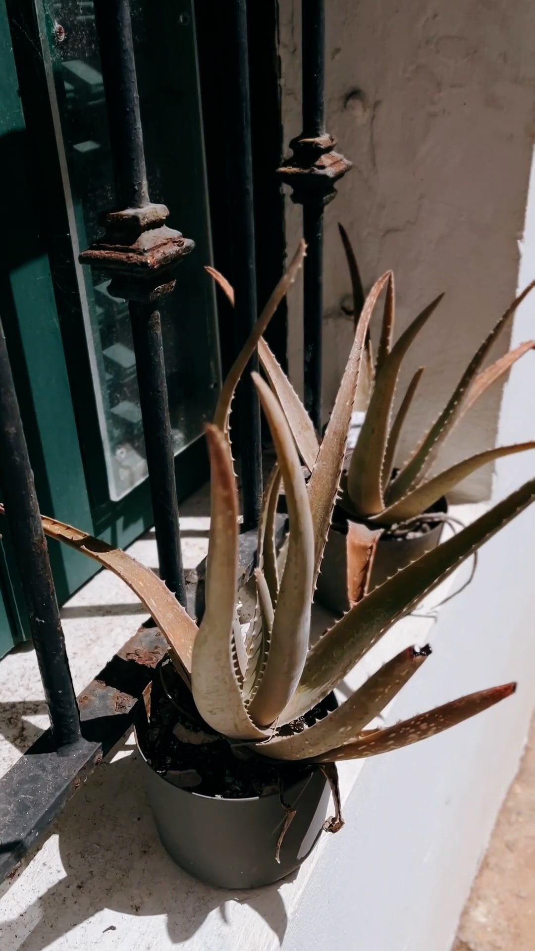 Plants in Pots