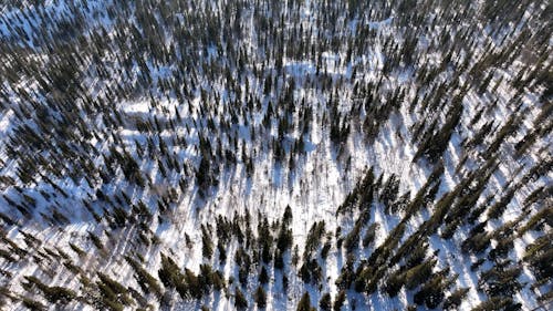 A Pine Tree Forest in a Winter Landscape