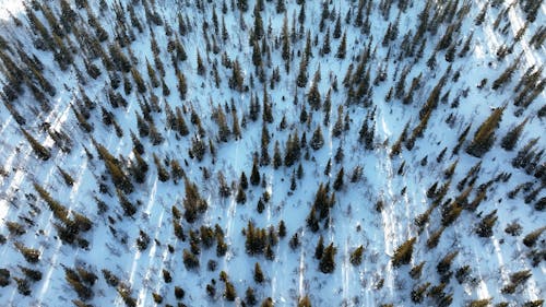 Drone Footage of a Pine Tree Forest in the Winter Season
