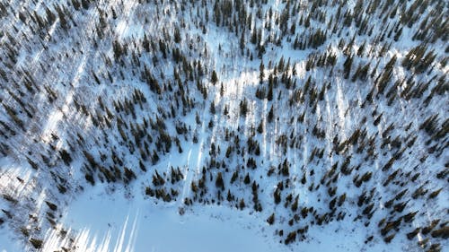Aerial View of a Pine Tree Forest during the Winter 