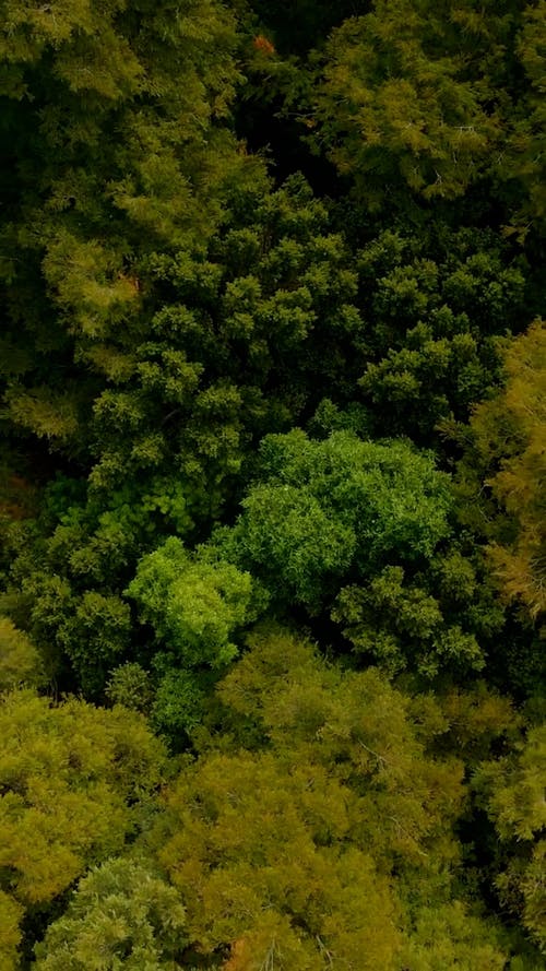 Forest from Above