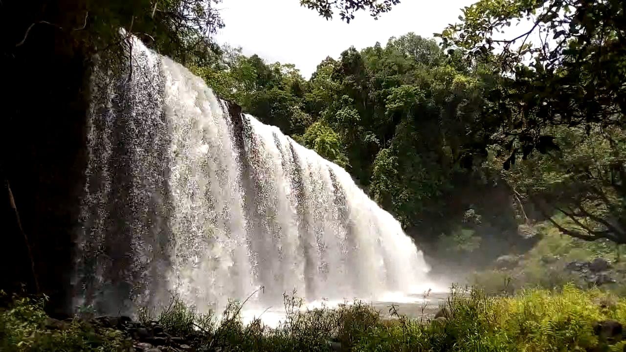 Rainforest Videos, Download The BEST Free 4k Stock Video Footage ...