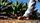 agave