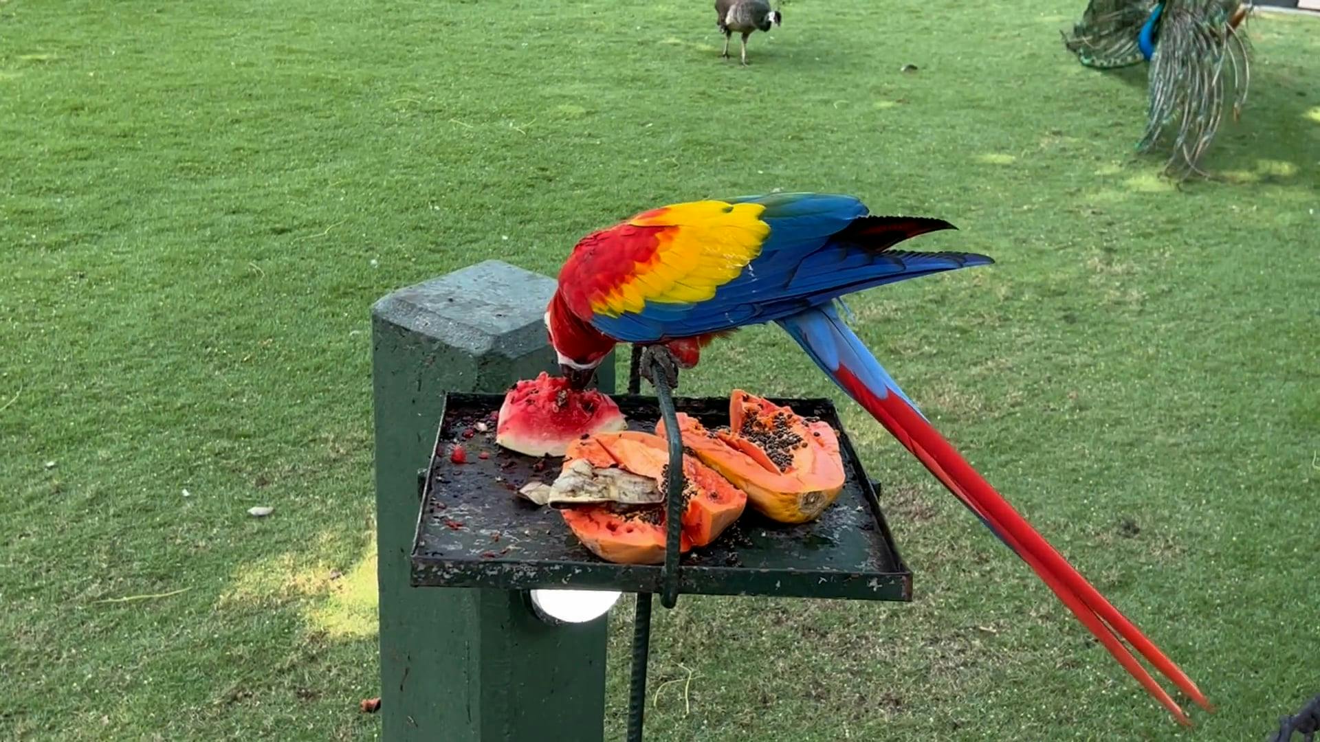 Macaw Parrot Eating Fruits Free Stock Video Footage, RoyaltyFree 4K & HD Video Clip