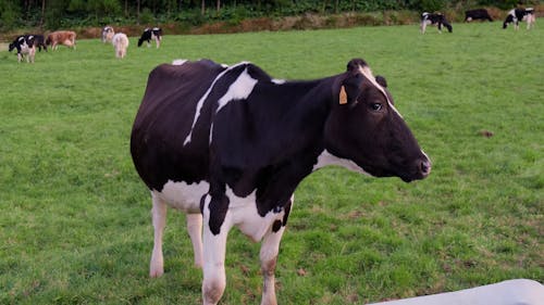 Close up on Cow on Pasture