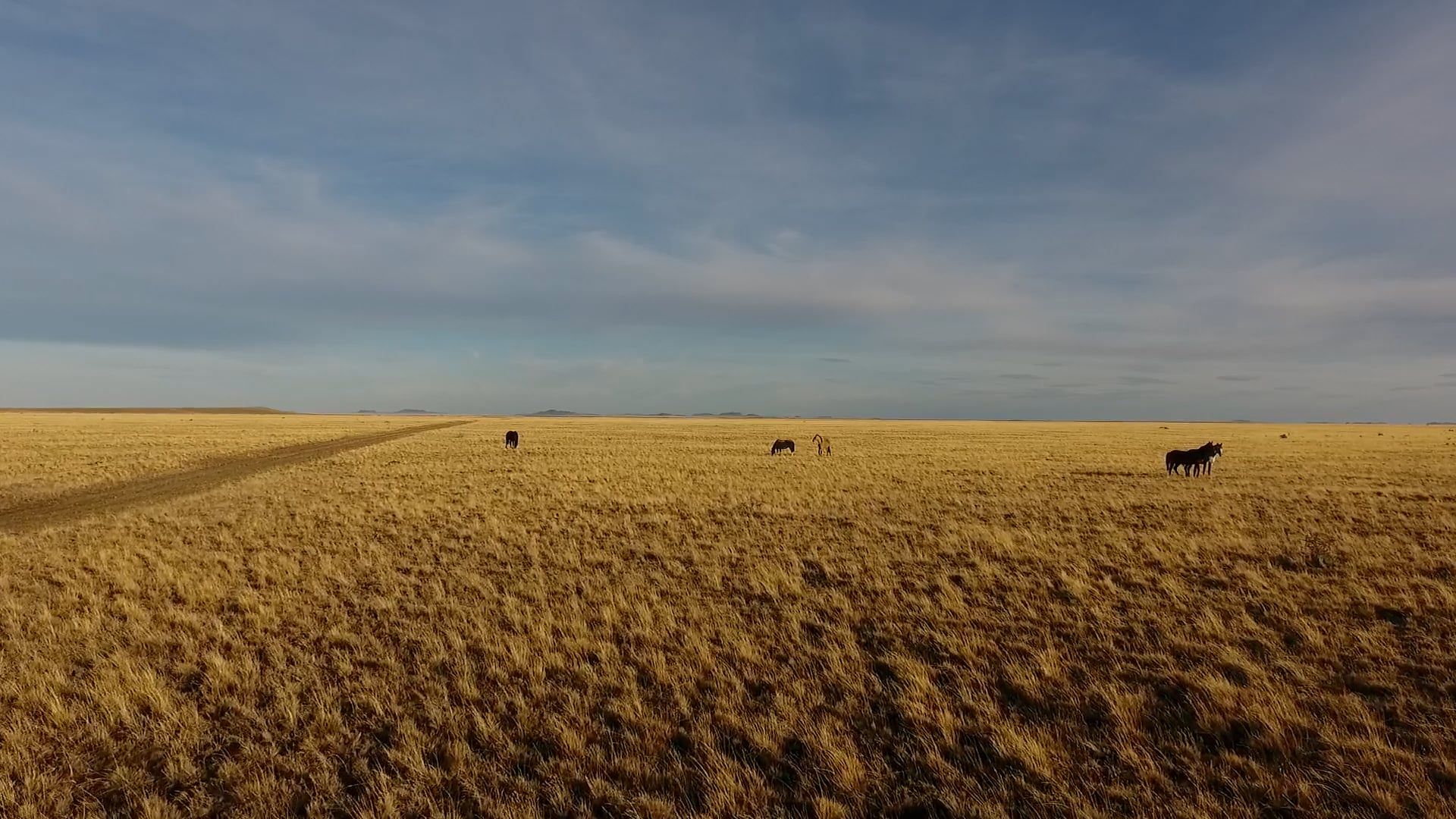 Drone Footage of Horses in a Field Free Stock Video Footage, Royalty ...