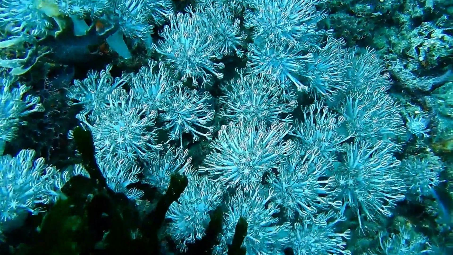 Marine Life Free Stock Video Footage, RoyaltyFree 4K & HD Video Clip