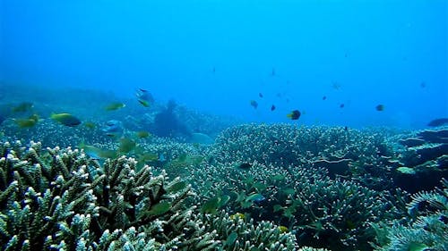 Vue Sous Marine De La Vie Marine