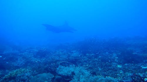산호초 위에서 수영하는 만타 레이