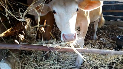 Cows Feeding On Hay