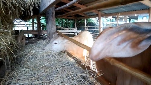 Cows Eating