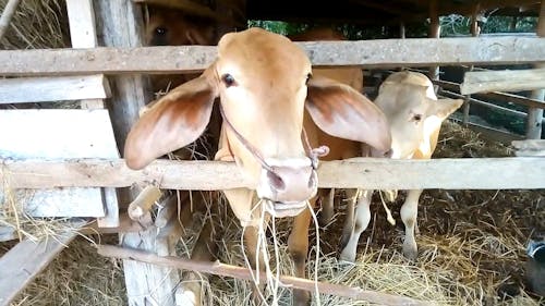 Cows Feeding On Dry Grass