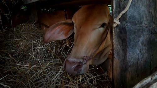 Cows Eating Hay 