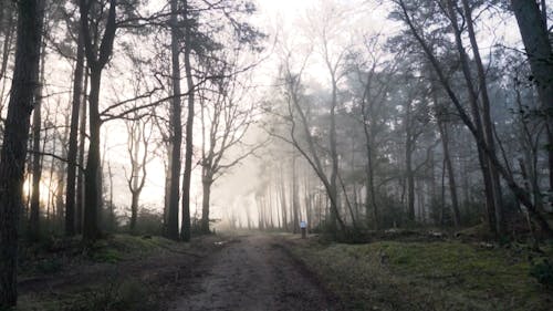 A Forest Path on a Misty Morning 