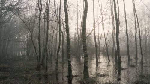 Leafless Trees in a Swamp 