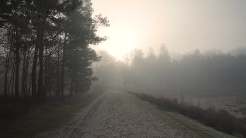 Walking on a Foggy Forest Path 