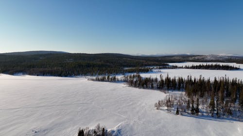 A Coniferous Forest in a Snow Covered Land