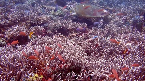 Рыба и черепаха под водой