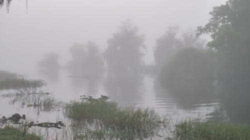 Airboat on Swamp