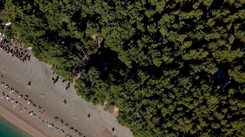 Top View of a Green Forest by the Beach