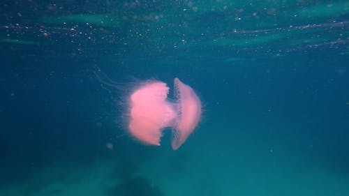 Jellyfish near Divers