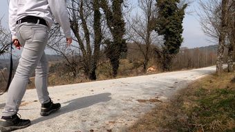 和狗一起散步免费下载免费下载视频素材