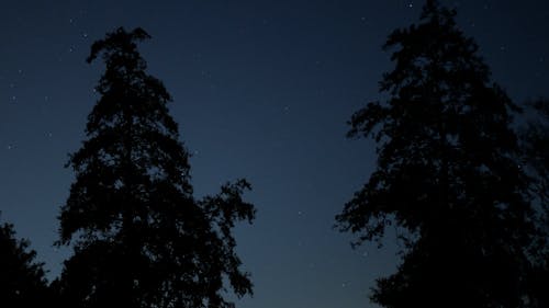 Silhouetted Trees and Night Sky