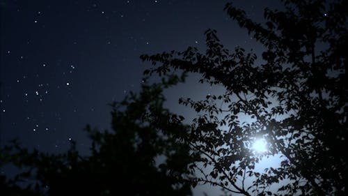 Trees and Night Sky with Moon