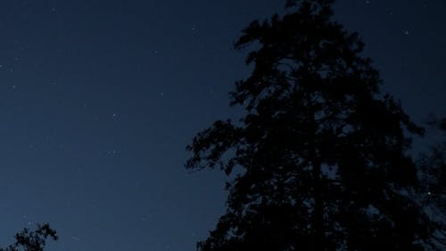 Night sky shining through tree branches